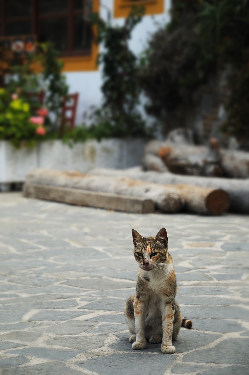 暖洋洋的猫猫村，一个温馨和谐的乡村故事  暖洋洋的猫猫村g