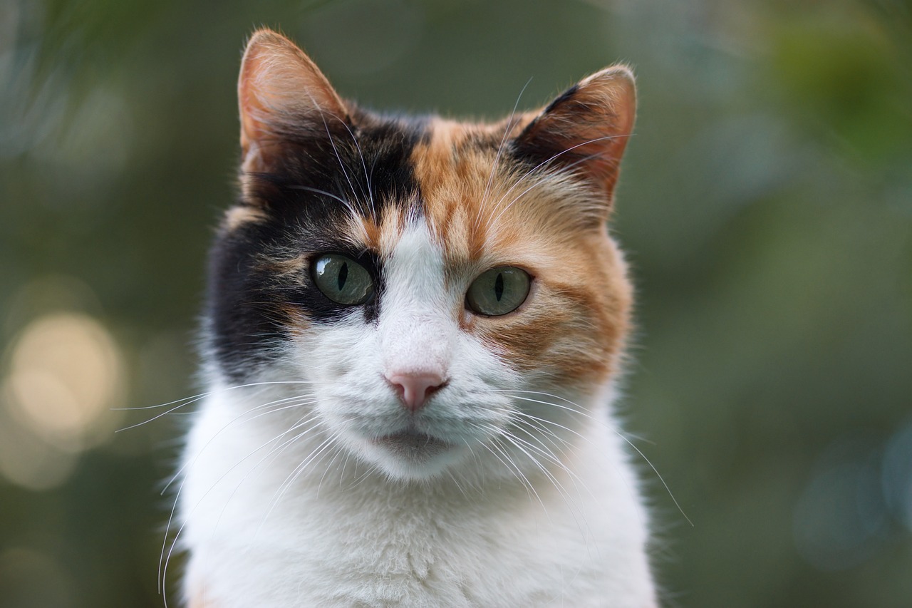 狞猫，神秘而独特的猫科动物  狞猫