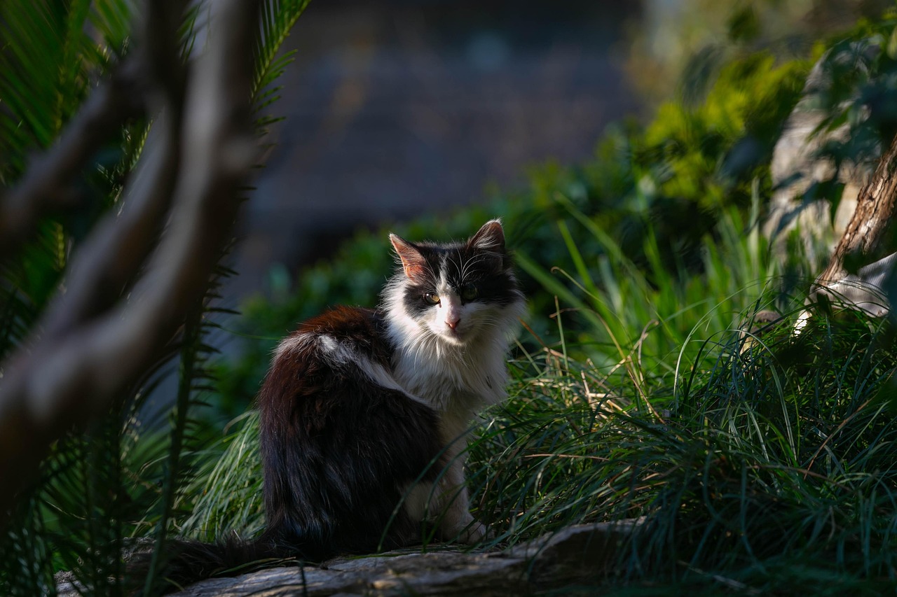 猫和老鼠手游，一场策略与操作的较量 猫和老鼠手游